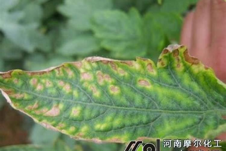 植物缺氮缺磷缺钾分别有什么害处