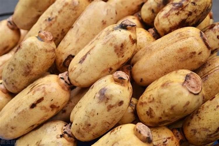 水泥池种植莲藕多年莲藕需要什么微量元素