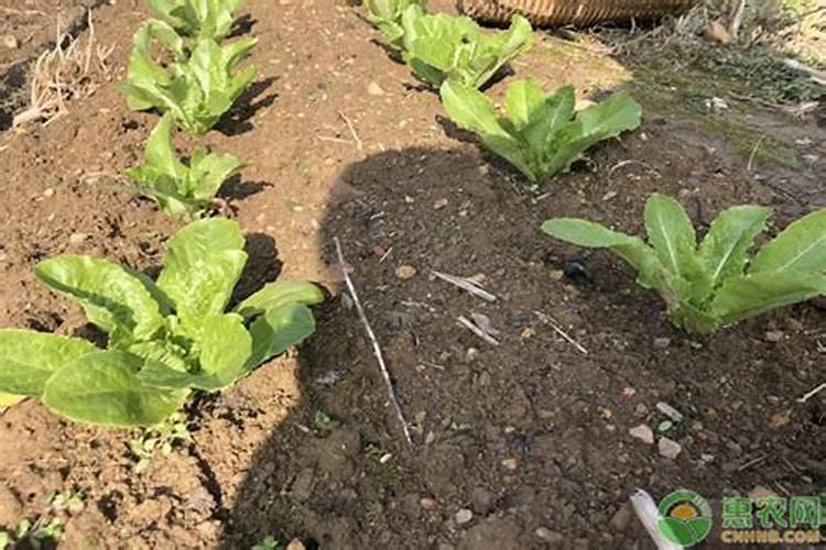 种植大白菜怎样施肥才产量高(种大白菜需要什么底肥)