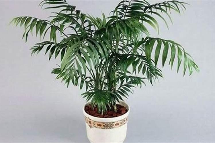 高钾食物有哪些