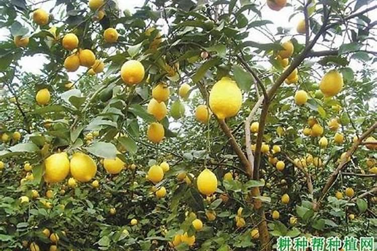 油茶树一年施几次肥料