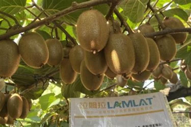 猕猴桃用什么肥料好