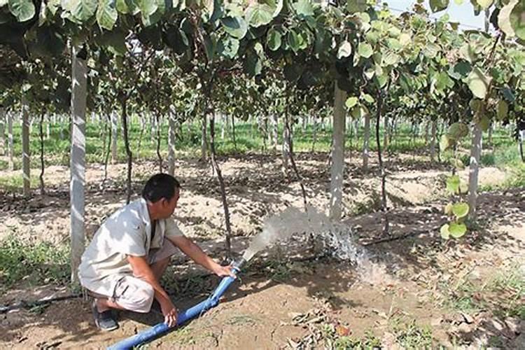 猕猴桃施什么肥料 猕猴桃施什么肥料好呢