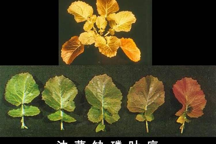 磷肥里包括哪些植物