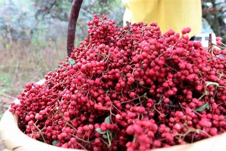 花椒树第一年可以施肥吗