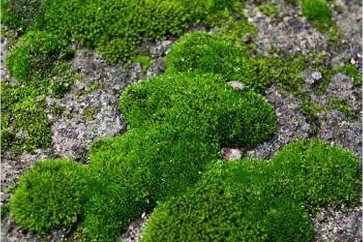 花椒树黄叶病的原因及治疗处理方法