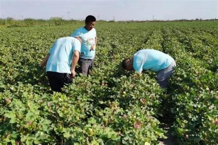 甜玉米后期施什么肥施肥技术有哪些