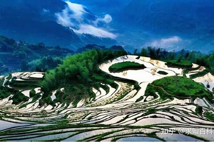 嘉宝果的种植技术是怎样的