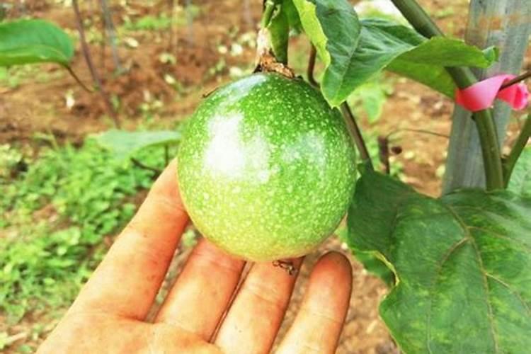 氮肥磷肥钾肥区别和作用