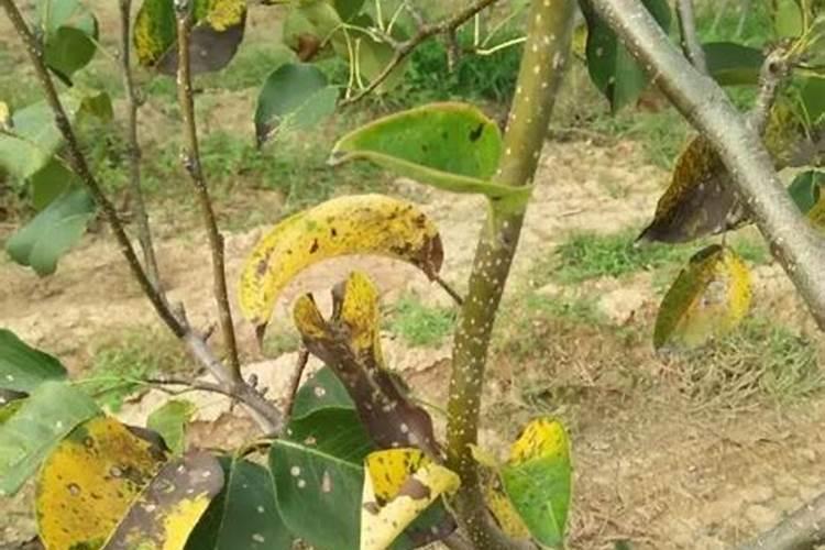 梨树边缘叶子枯萎是什么原因？