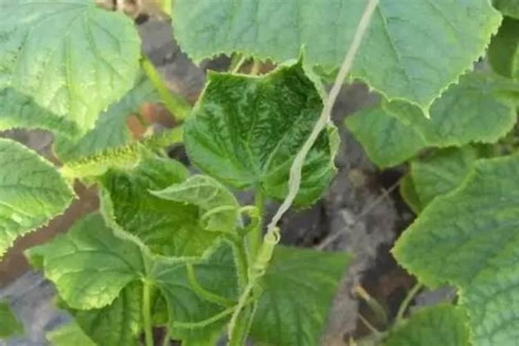 蔬菜种植补钙技巧蔬菜种植怎么补钙