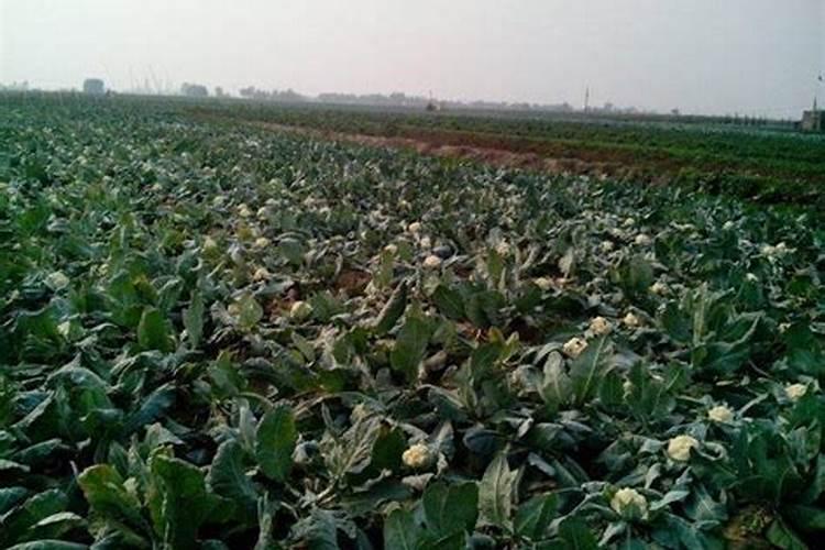 西红柿用什么水溶肥？