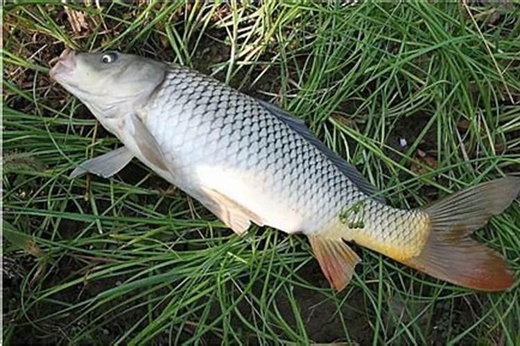 叶面肥喷施后几小时下雨不影响效果