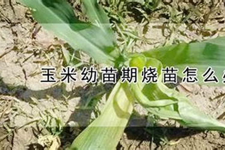 底肥的正确使用方法