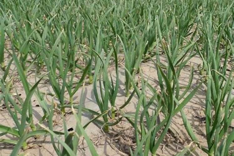 除草剂加芸苔素混用效果会怎样