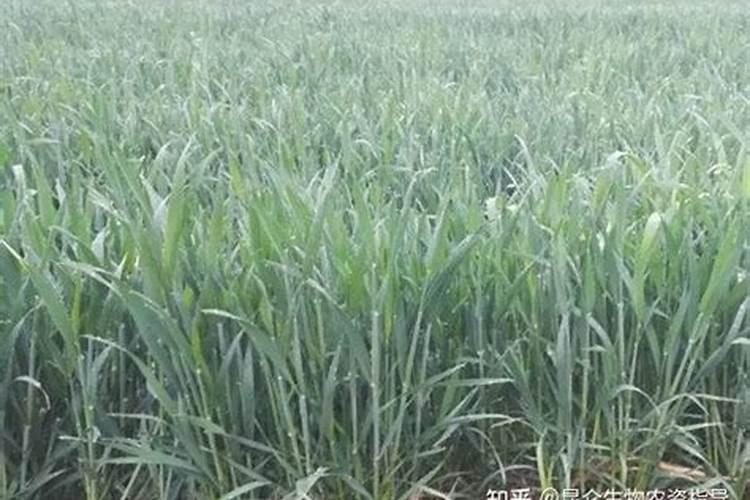 沙糖桔放什麼肥料才甜才红的好看