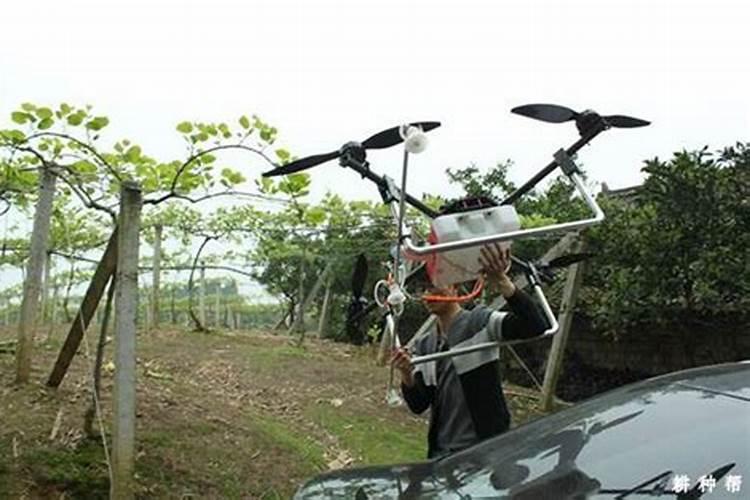 猕猴桃施肥的最佳时间 猕猴桃什么时候施肥