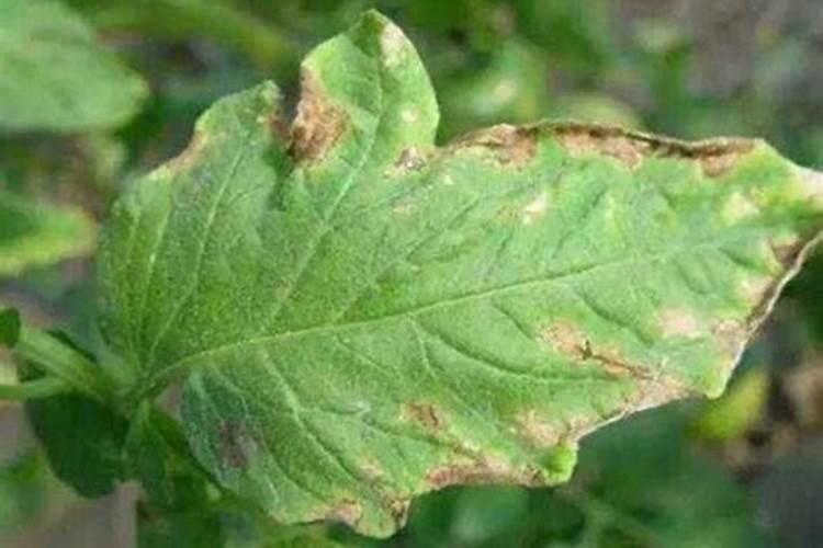 栀子花怎么施肥 怎么给栀子花施肥