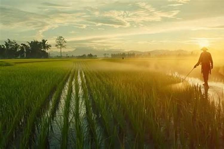 草坪除草剂的草坪发生药害后的补救措施