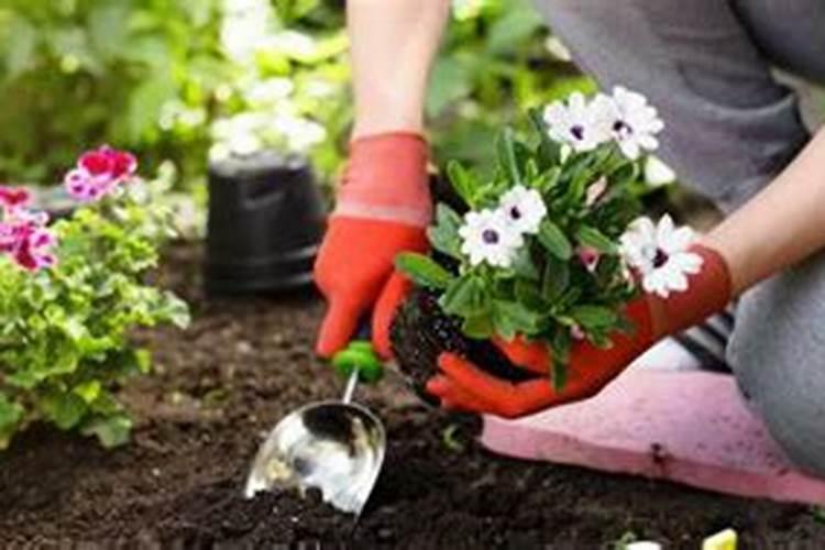 阳光玫瑰葡萄保果和膨大为什么加海藻精？