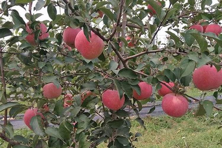 苹果树施肥最佳时间和方法及配方