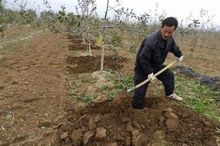 苹果树施肥时间,用什么水溶肥好