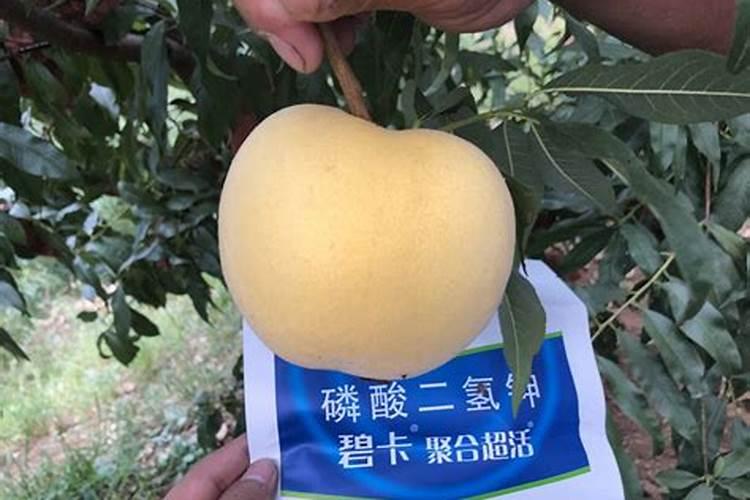 磷酸二氢钾在桃树上的使用方法
