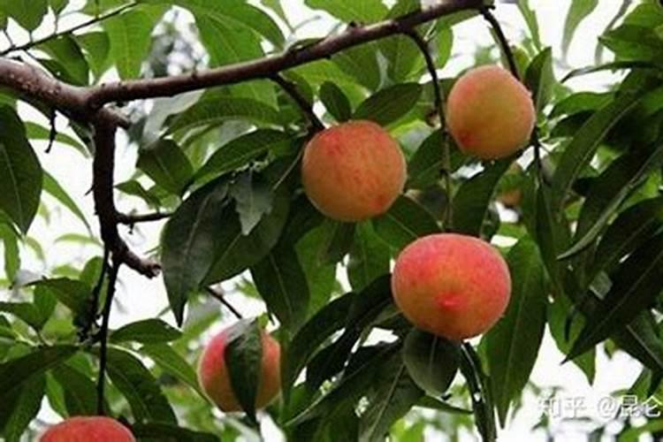 桃树落花后,这样追肥,膨果不旺长