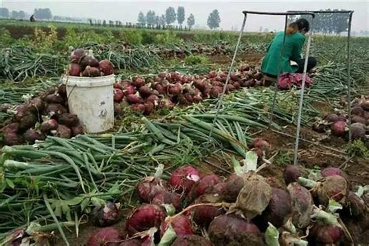 种小麦底肥最佳配方