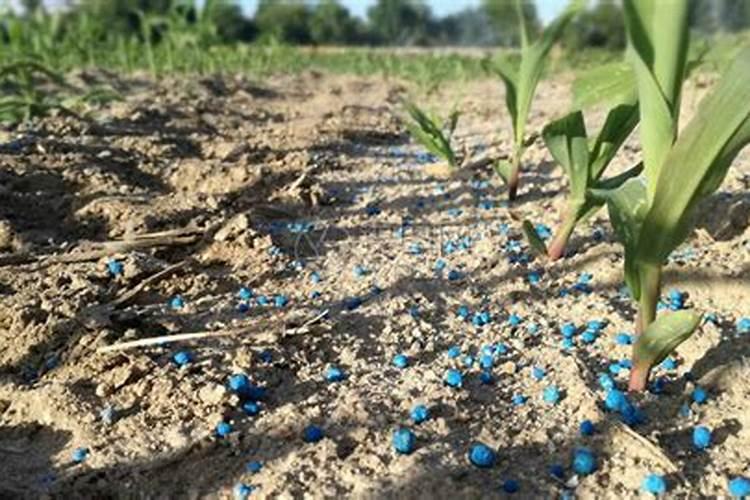 小麦和大麦都有哪些种植区域？