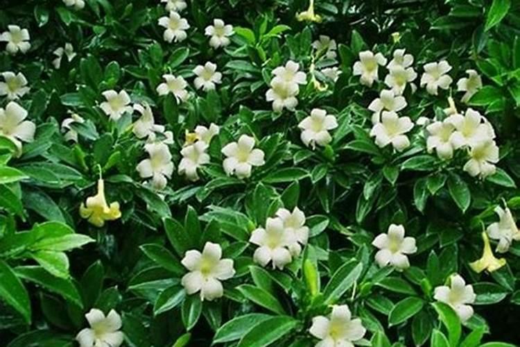 茉莉花施什么肥开花多