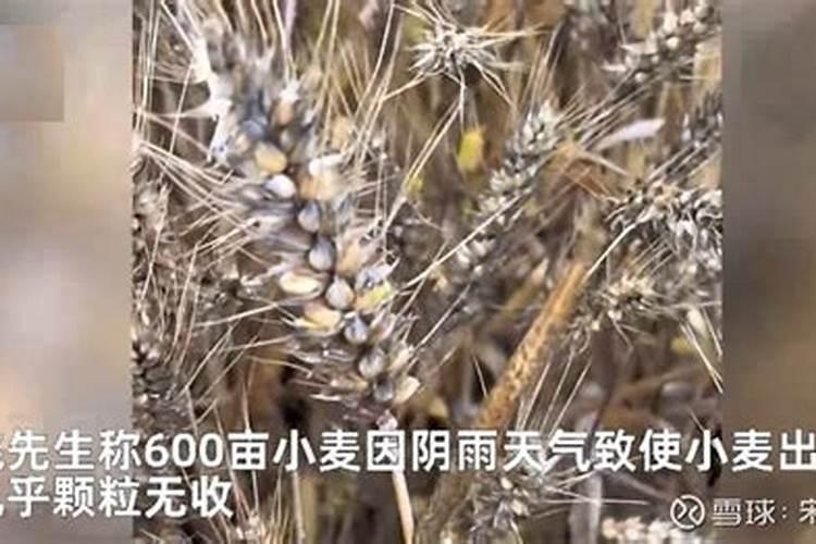 小麦用什么肥料