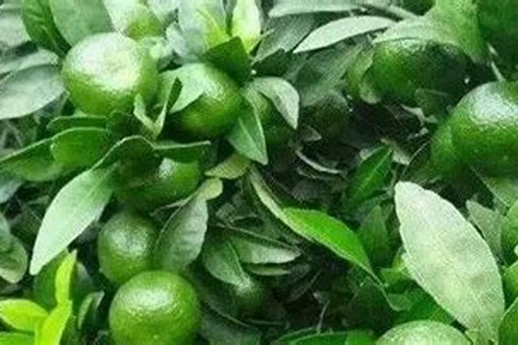 开封青上化肥质量如何