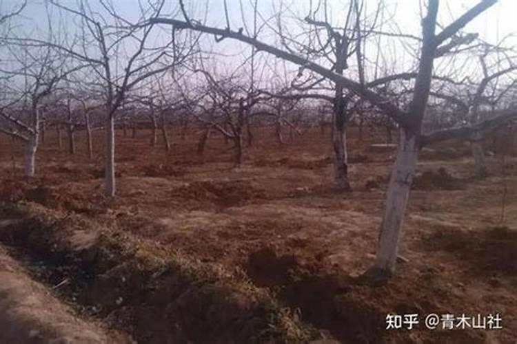 荔枝幼果期管理技术 荔枝生长需要注意什么