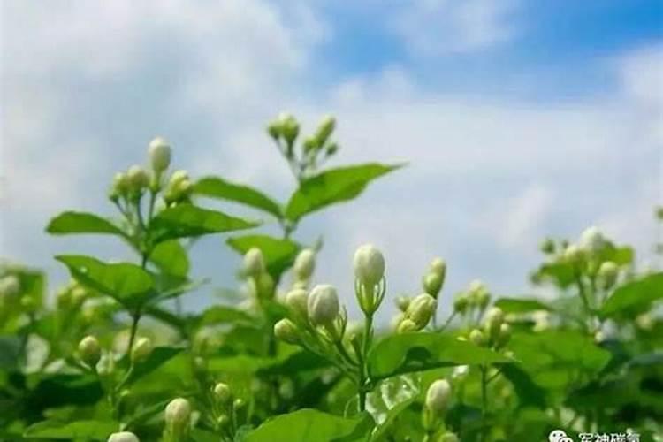 茉莉追肥用什么肥料好？