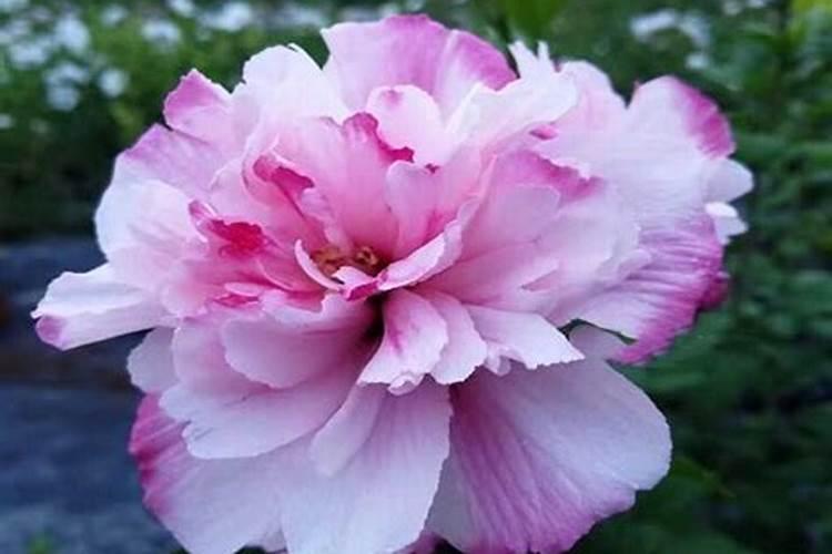 木槿花需要什么肥料