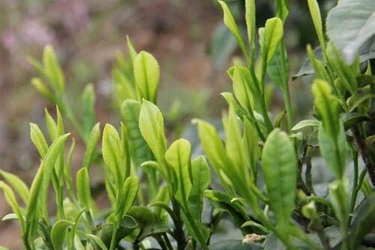 茶树能使用芸苔素吗