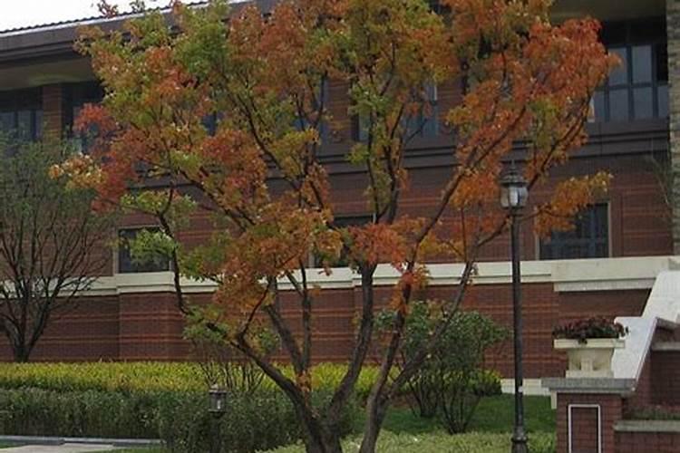 悦意海藻高钙复合粉怎么样