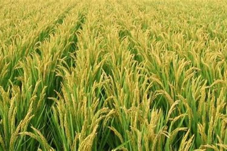 水稻施肥太多了烧苗怎么办 补救方法有哪些