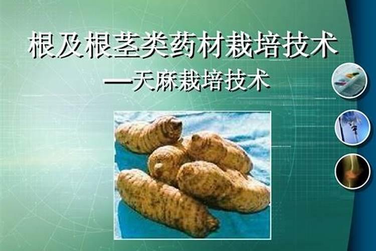 简述板蓝根等根茎类中药材生理性病害的识别与防治