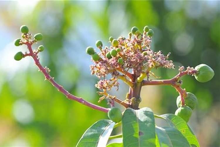 专家教你自制氮磷钾肥的方法