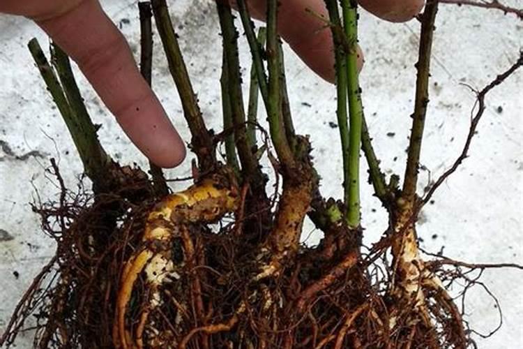 月季花施什么肥料较好