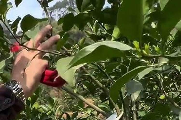 耙耙柑一年施几次肥？