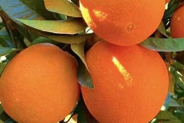 柑橘生长需要哪些肥料(橘子全年科学施肥时期和方案)