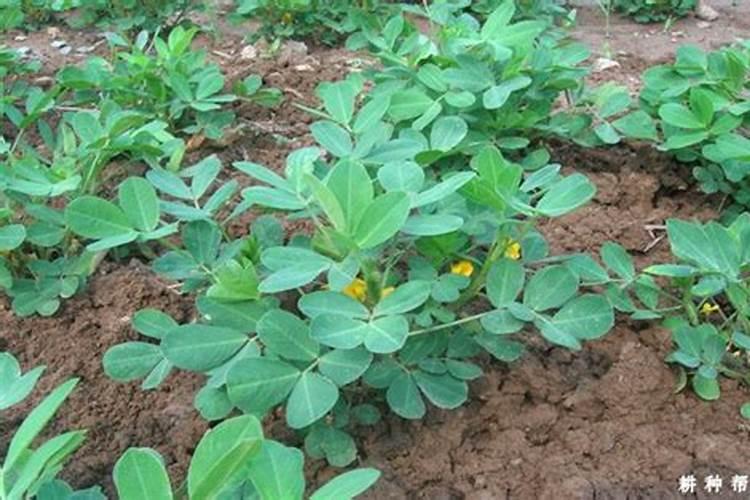 中微量元素肥怎么弄植物里面？