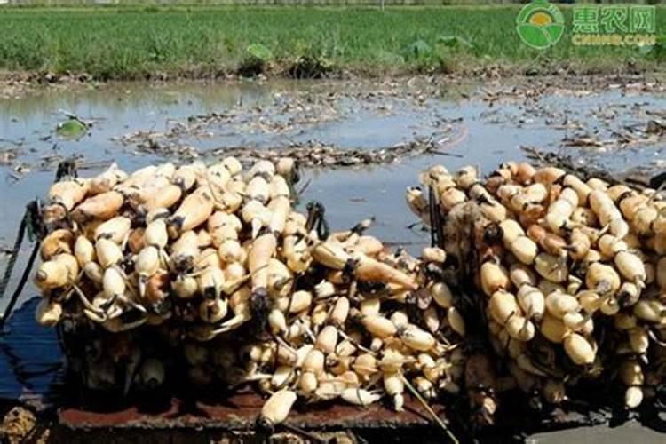 莲藕用什么叶面肥好‘莲藕表皮颜色不好看,有黑斑？