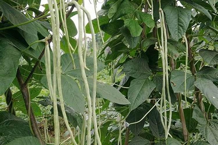 豆角长得太慢需要施什么肥