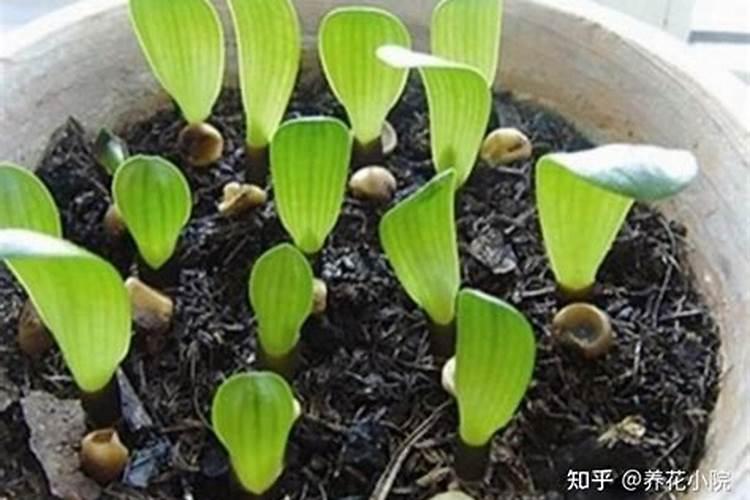 君子兰用什么肥料长得又肥又绿又壮？