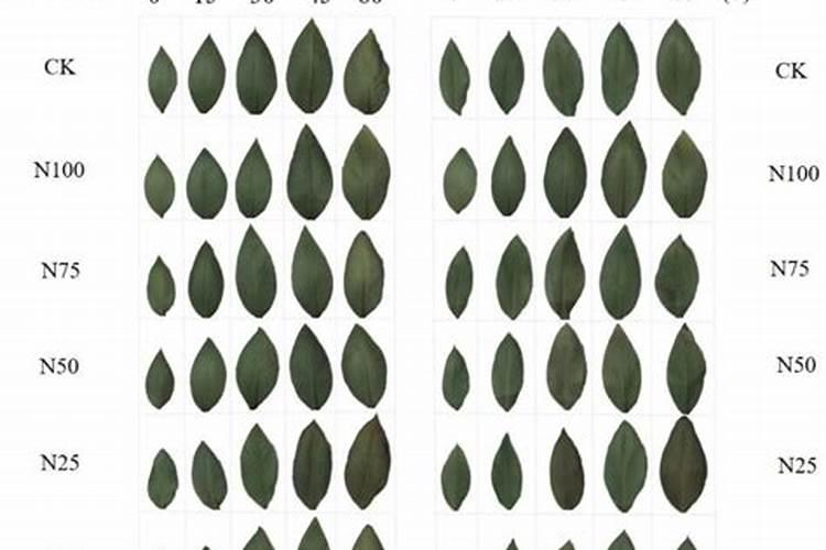 韭菜小苗怎么追肥