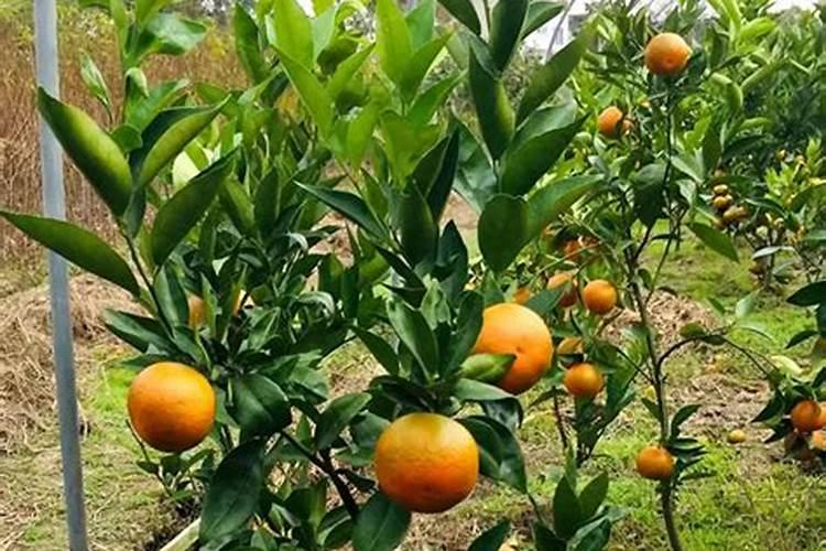 沙糖桔怎样管理